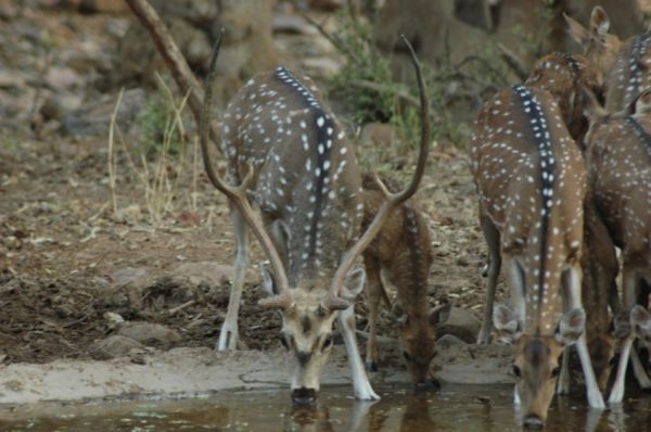 Chital | Axis axis photo