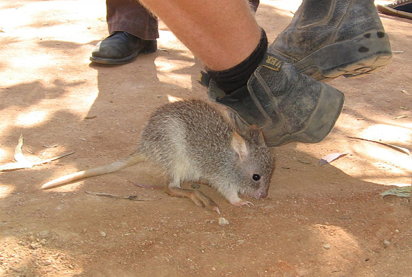 Rufous bettong | Aepyprymnus rufescens photo