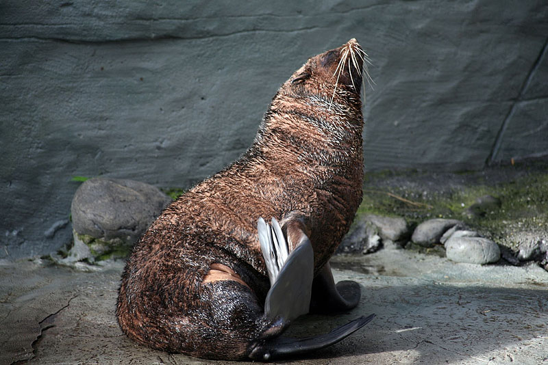 Australian Fur Seal | Arctocephalus pusillus photo
