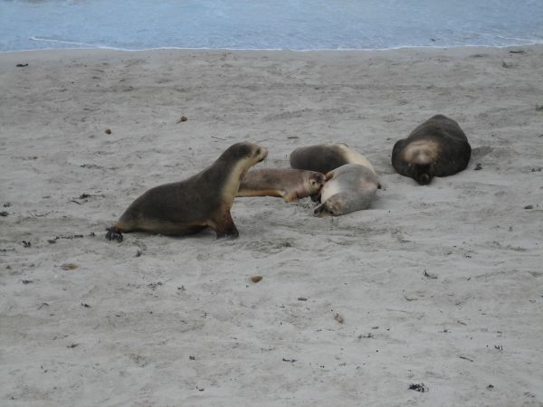 Australian Sea Lion | Neophoca cinerea photo