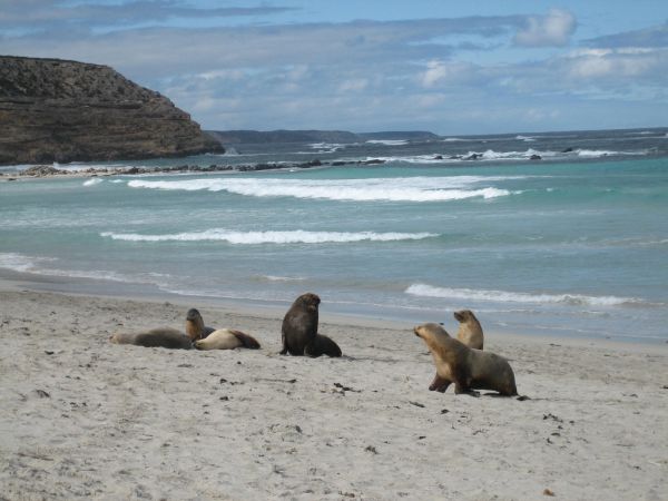 Australian Sea Lion | Neophoca cinerea photo