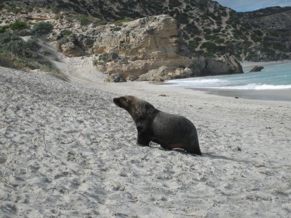 Australian Sea Lion | Neophoca cinerea photo