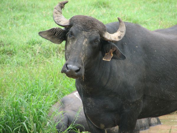 Water Buffalo | Bubalus bubalus photo
