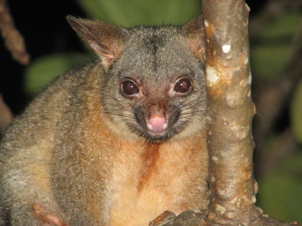 Northern Brushtail Possum | Trichosurus arnhemensis photo