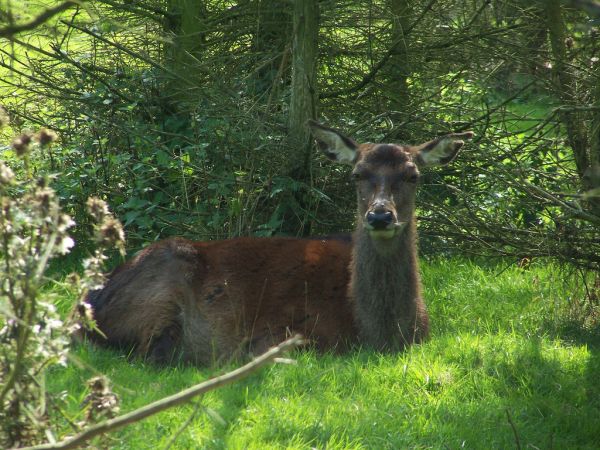 Red Deer | Cervus elaphus photo