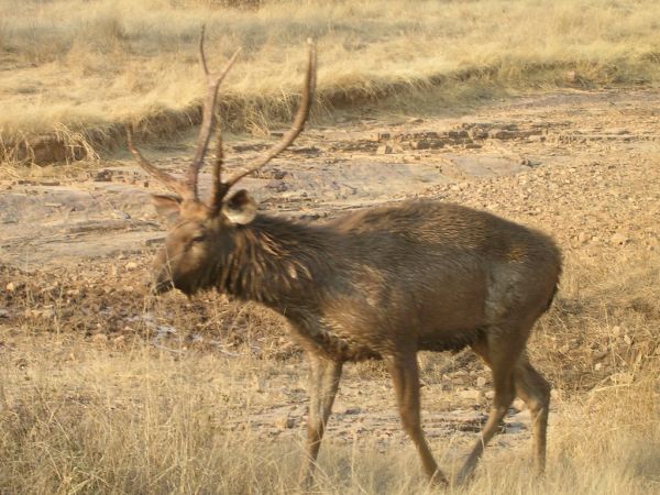 Sambar | Cervus unicolor photo