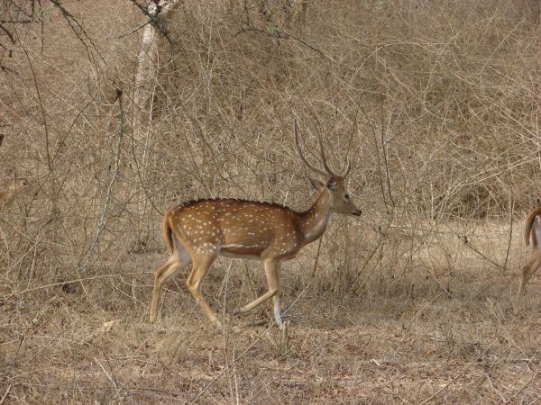 Chital | Axis axis photo