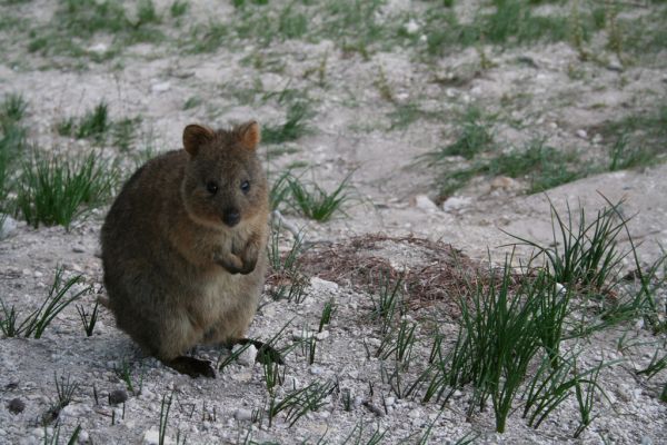 Quokka | Setonix brachyurus photo