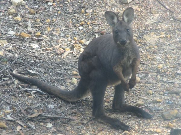 Common Wallaroo | Macropus robustus photo