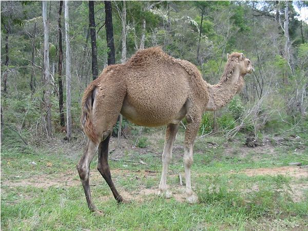 Dromedary Camel | Camelus dromedarius photo