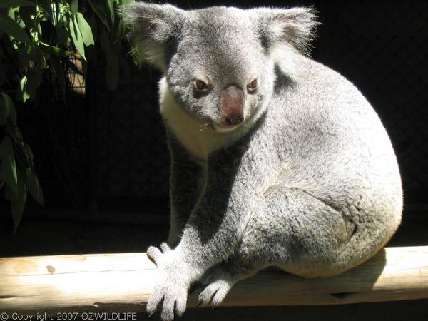 Koala | Phascolarctos cinereus photo