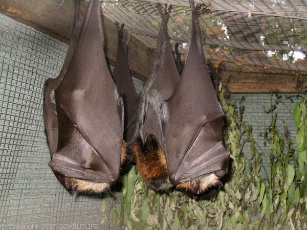 Grey-headed Flying-fox | Pteropus poliocephalus photo