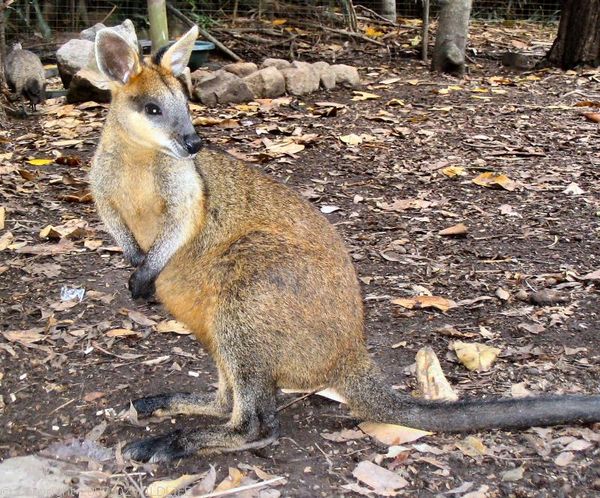 Swamp Wallaby | Wallabia bicolor photo