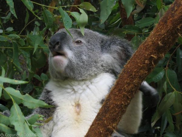 Koala | Phascolarctos cinereus photo