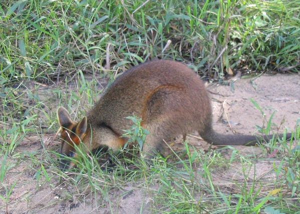 Swamp Wallaby | Wallabia bicolor photo