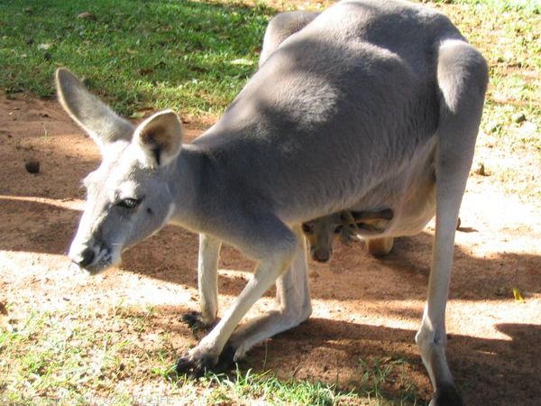 Red Kangaroo | Macropus rufus photo