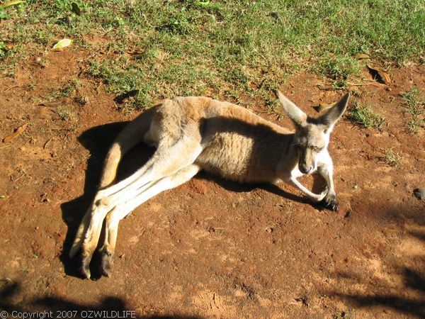 Red Kangaroo | Macropus rufus photo