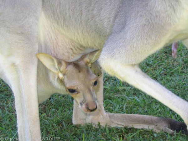 Red Kangaroo | Macropus rufus photo