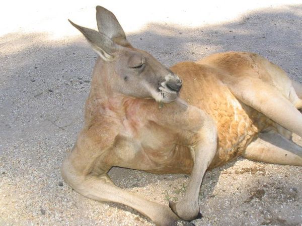 Red Kangaroo | Macropus rufus photo