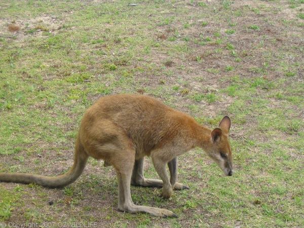 Agile Wallaby | Macropus agilis photo