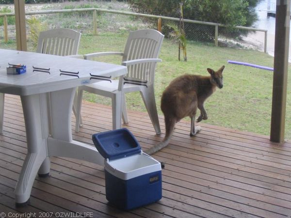 Agile Wallaby | Macropus agilis photo