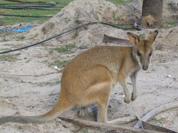 Agile Wallaby | Macropus agilis photo