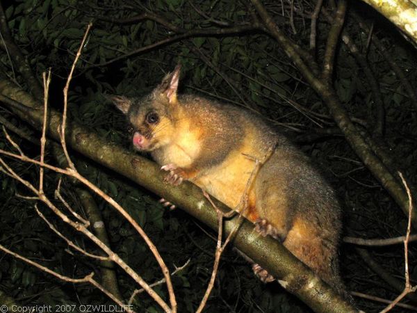 Common Brushtail Possum | Trichosurus vulpecula photo