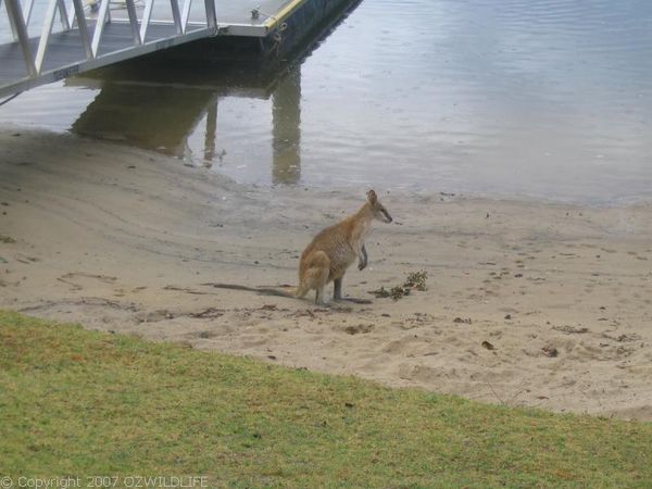 Agile Wallaby | Macropus agilis photo