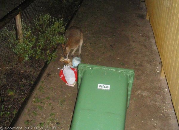 Agile Wallaby | Macropus agilis photo