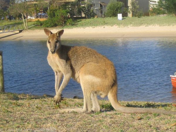 Agile Wallaby | Macropus agilis photo