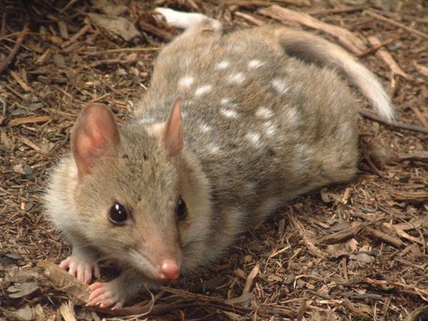 Eastern Quoll | Dasyurus viverrinus photo