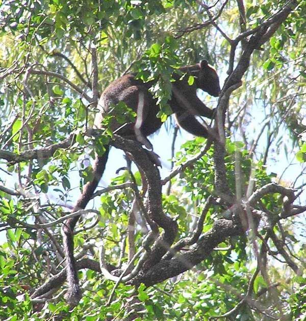 Bennett's Tree-kangaroo | Dendrolagus bennettianus photo