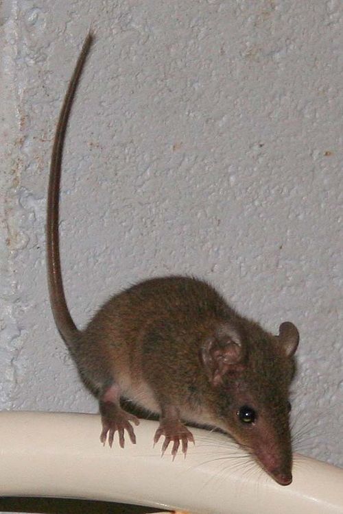 Brown Antechinus | Antechinus stuartii photo