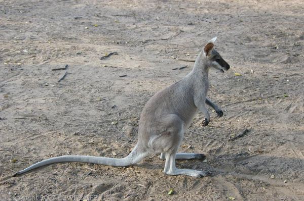 Whiptail Wallaby | Macropus parryi photo