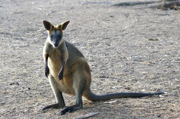 Swamp Wallaby | Wallabia bicolor photo