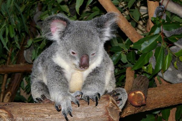 Koala | Phascolarctos cinereus photo