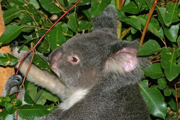 Koala | Phascolarctos cinereus photo