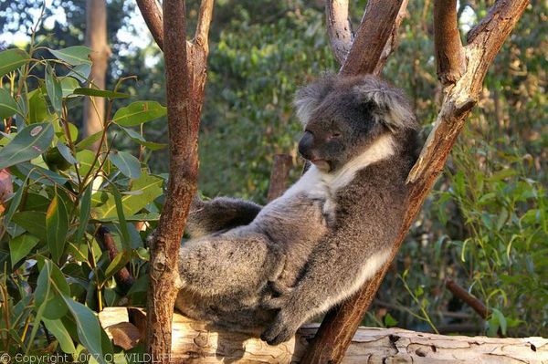 Koala | Phascolarctos cinereus photo