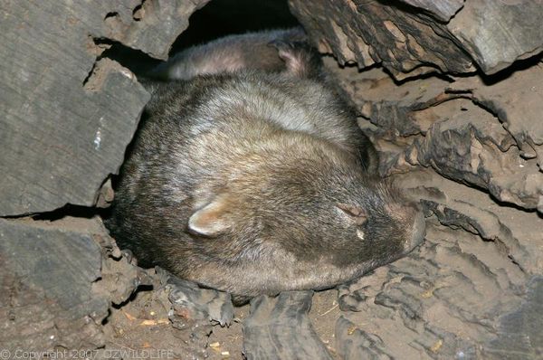 Common Wombat | Vombatus ursinus photo