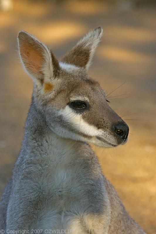 Whiptail Wallaby | Macropus parryi photo