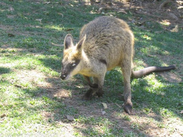 Swamp Wallaby | Wallabia bicolor photo