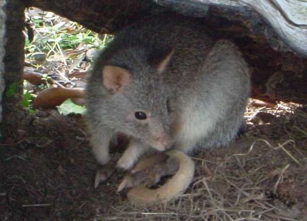 Rufous bettong | Aepyprymnus rufescens photo