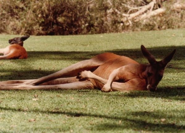 Red Kangaroo | Macropus rufus photo