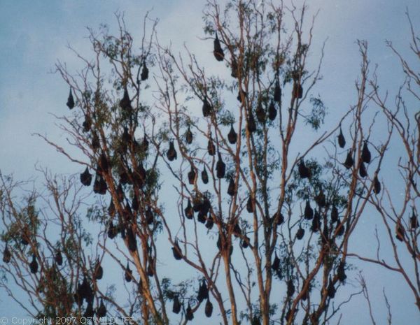 Grey-headed Flying-fox | Pteropus poliocephalus photo