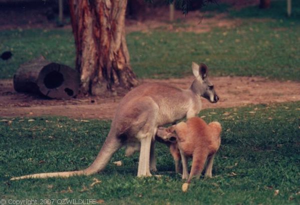 Red Kangaroo | Macropus rufus photo