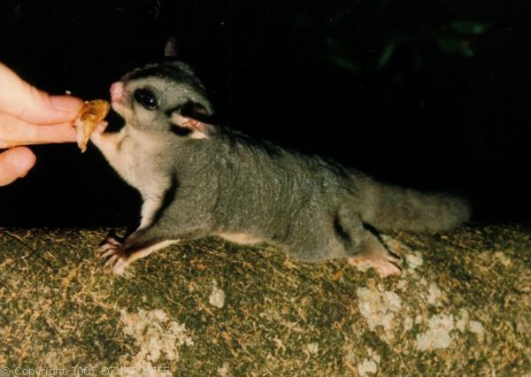 Sugar Glider | Petaurus breviceps photo