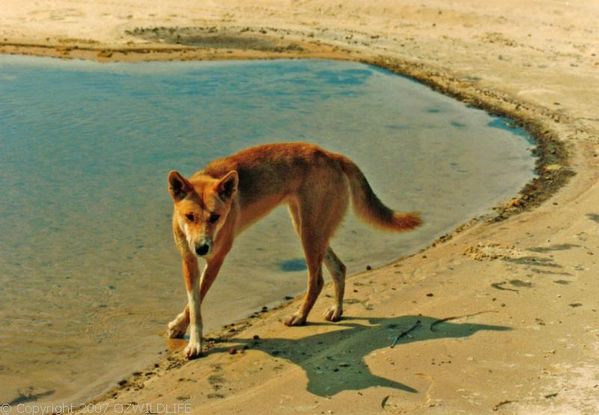 Australian dingo (Canis lupus dingo) - JungleDragon