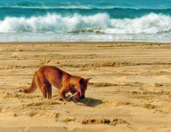 Dingo Animal Facts  Canis Lupus Dingo - A-Z Animals