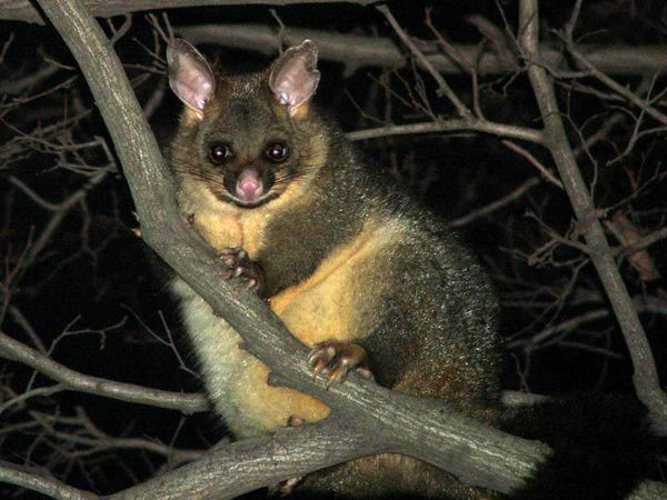 Common Brushtail Possum | Trichosurus vulpecula photo