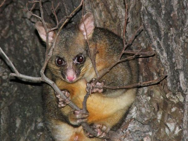 Common Brushtail Possum | Trichosurus vulpecula photo